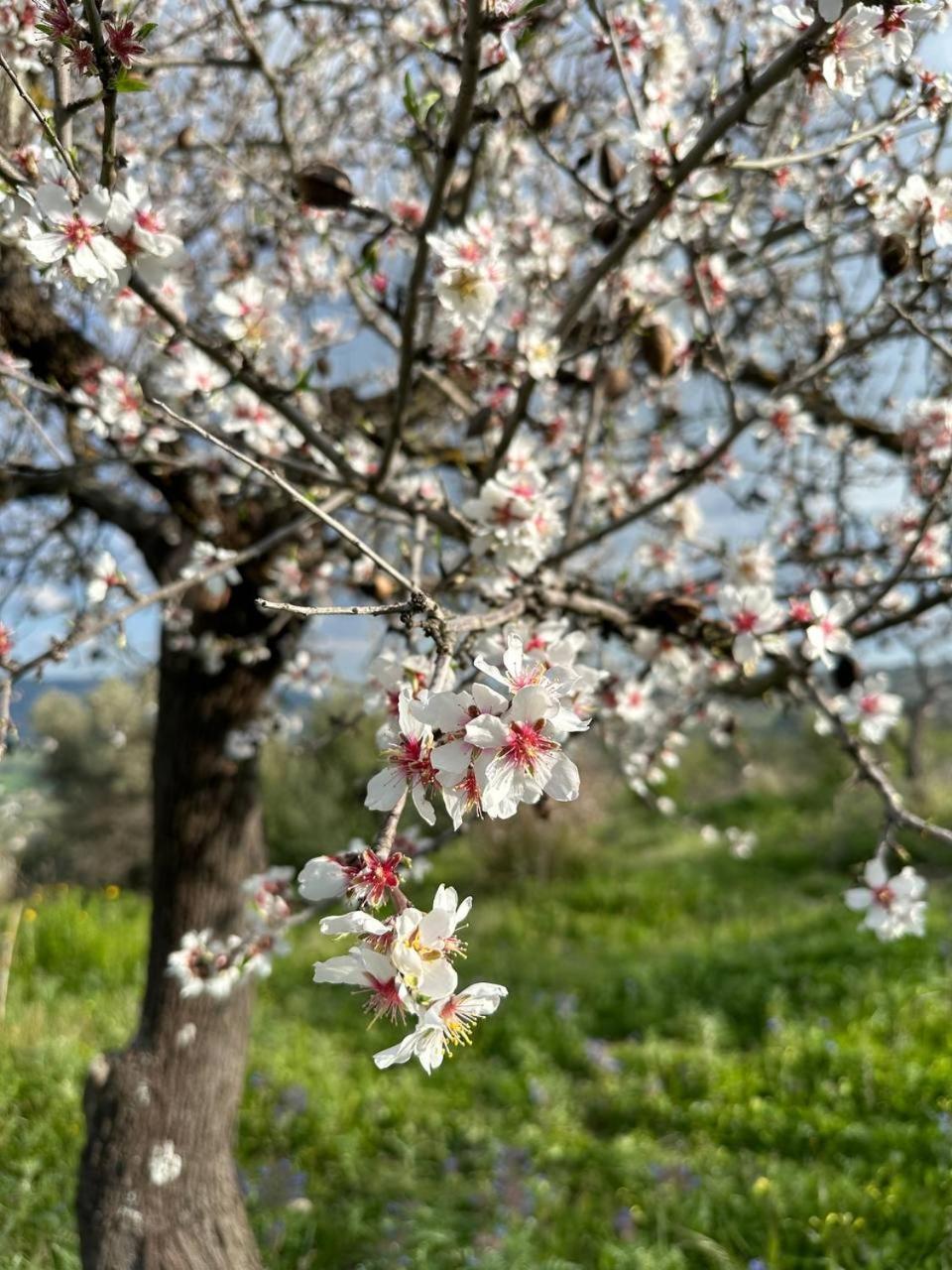 فندق Roba Albanisi Aragona المظهر الخارجي الصورة